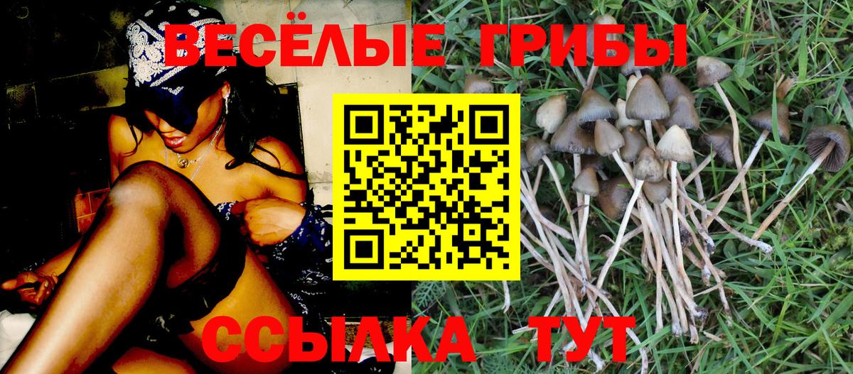 Псилоцибиновые грибы Psilocybine cubensis Горячий Ключ